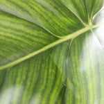 Philodendron McDowell