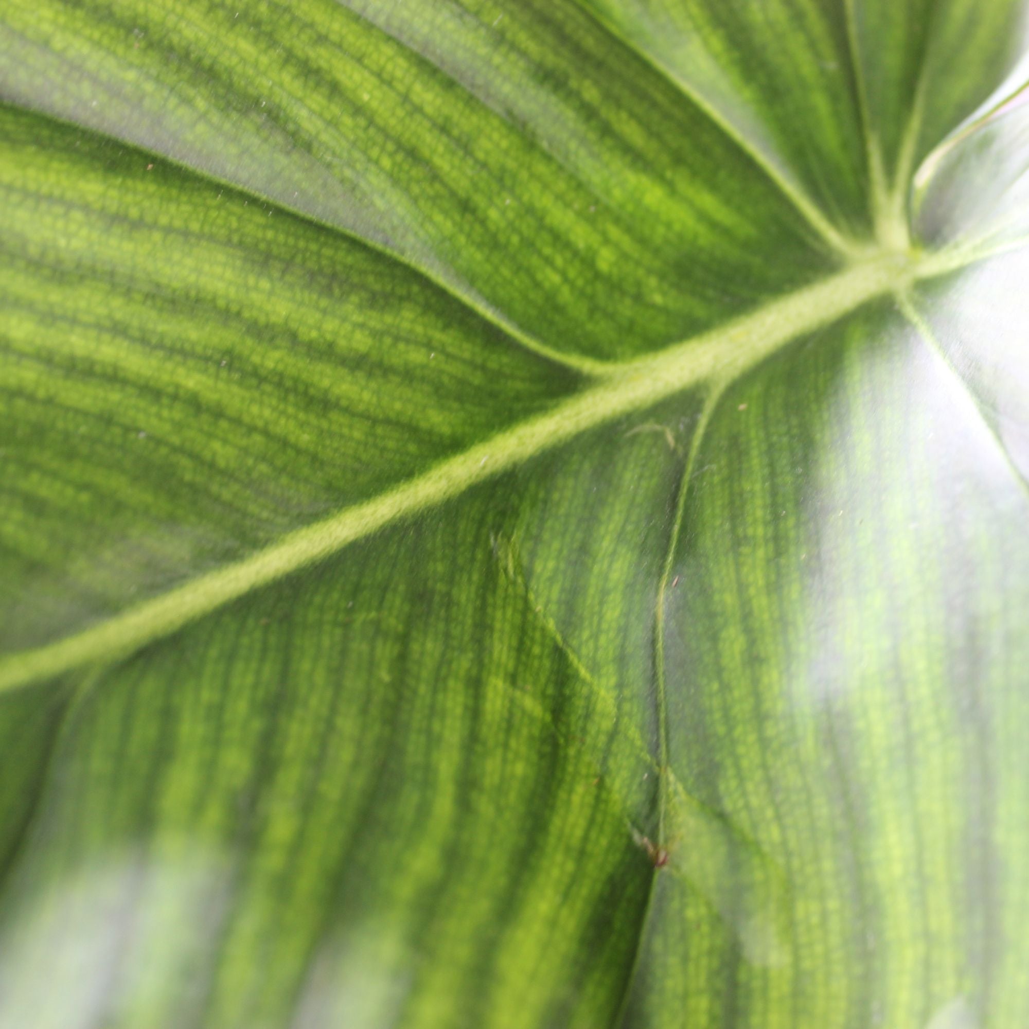 Philodendron McDowell