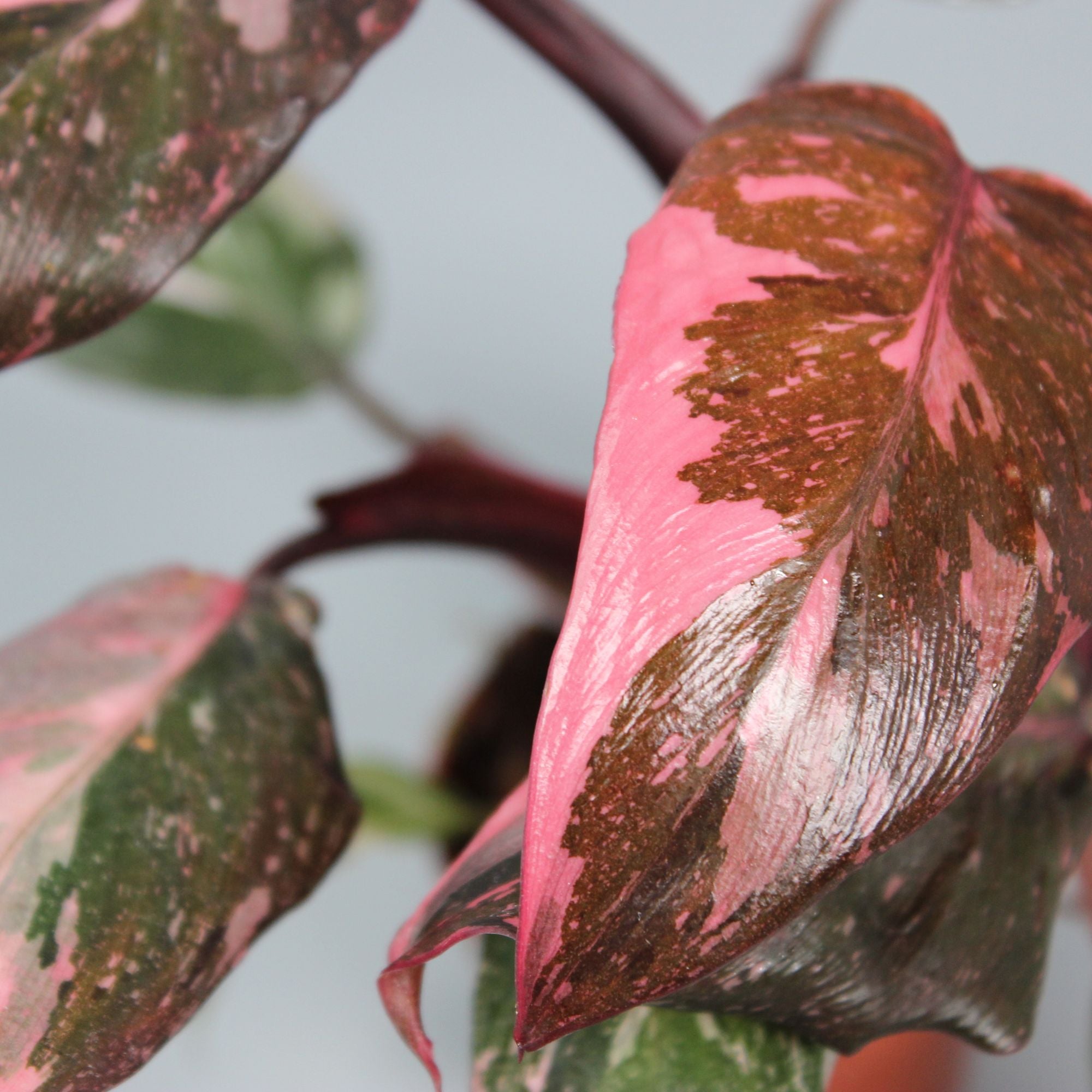 Philodendron Pink Princess - High Variegation