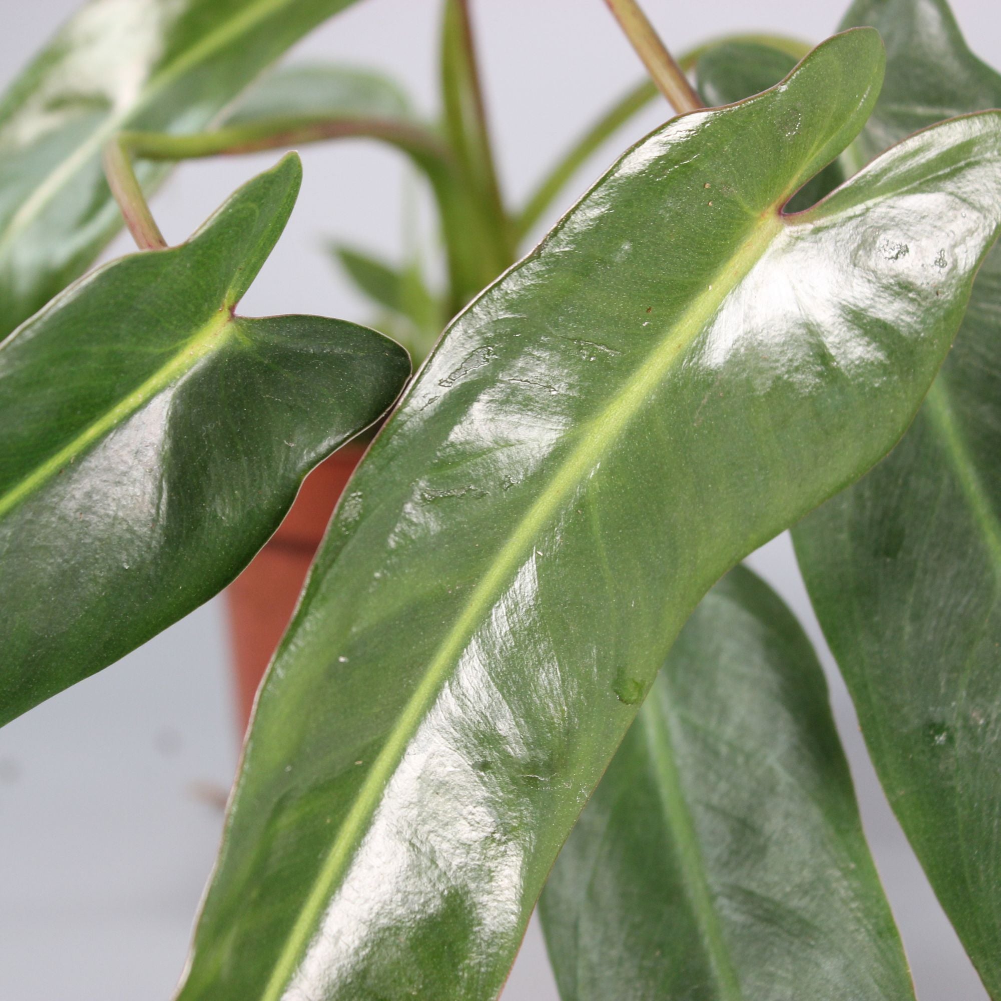 Philodendron Spiritus-Sancti