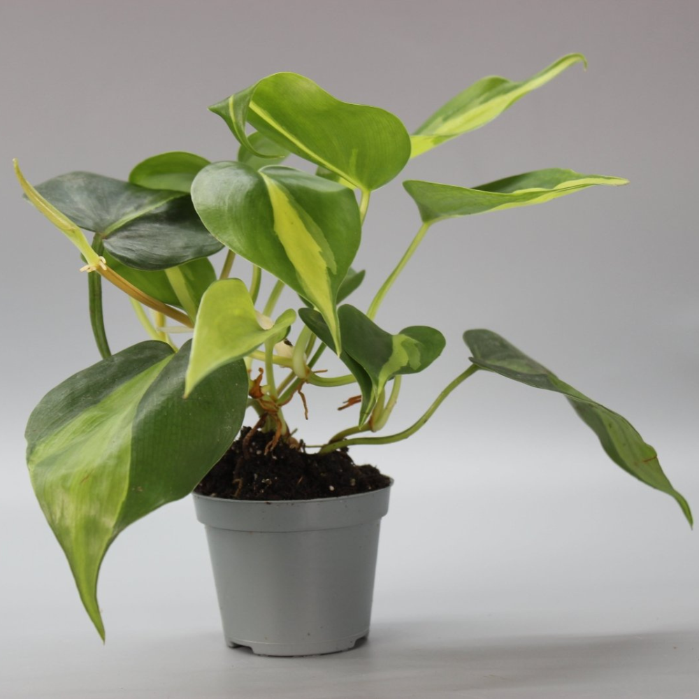 Philodendron Scandens Brasil
