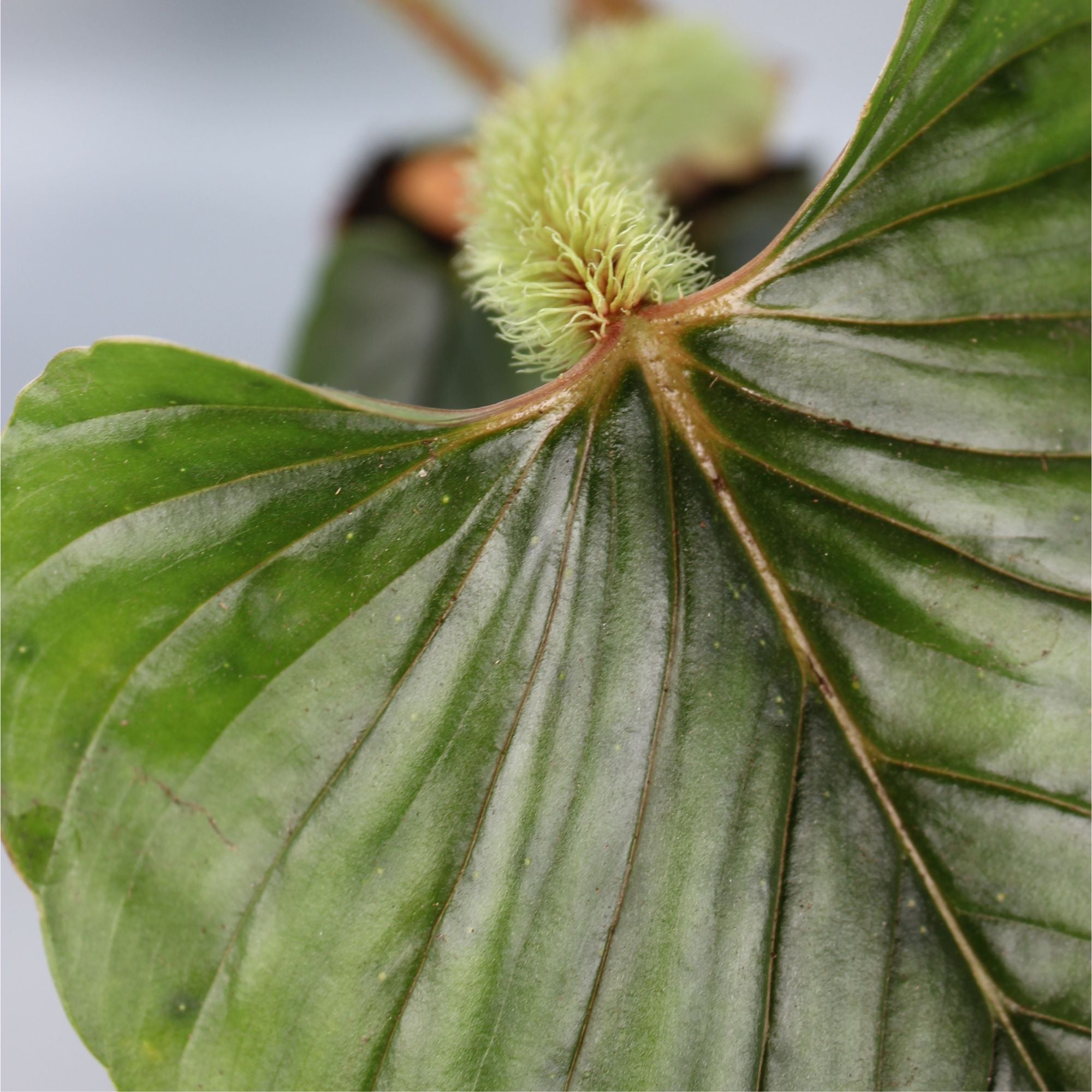 Philodendron Serpens