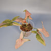 Rare Houseplants - Syngonium Pink Splash - My Store