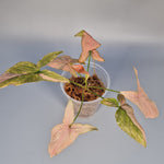 Rare Houseplants - Syngonium Pink Splash - My Store
