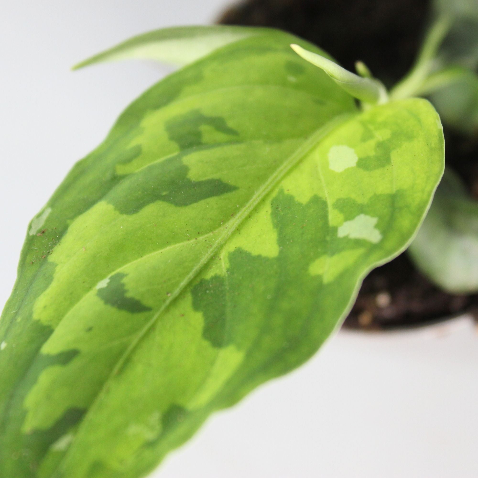 Aglaonema Pictum Tricolor