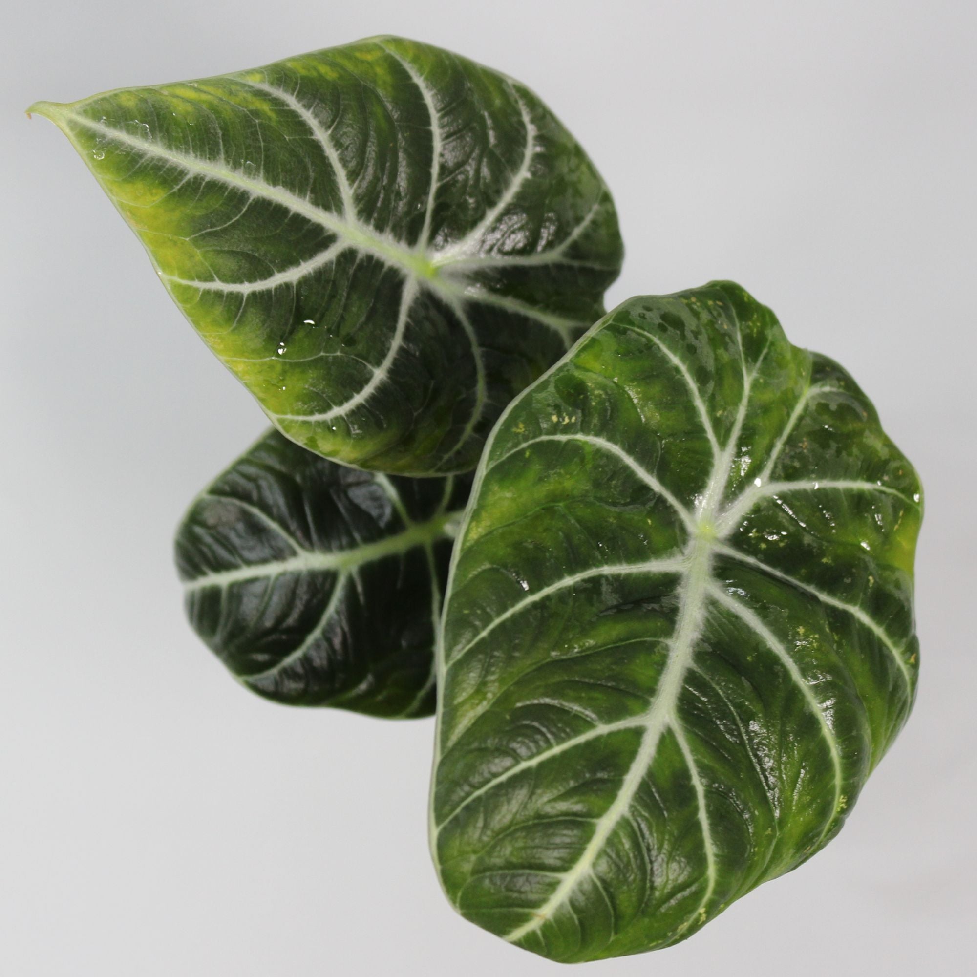 Alocasia Black Velvet