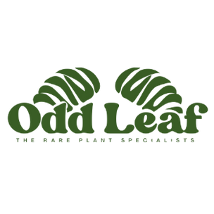 Navigate back to Odd Leaf homepage