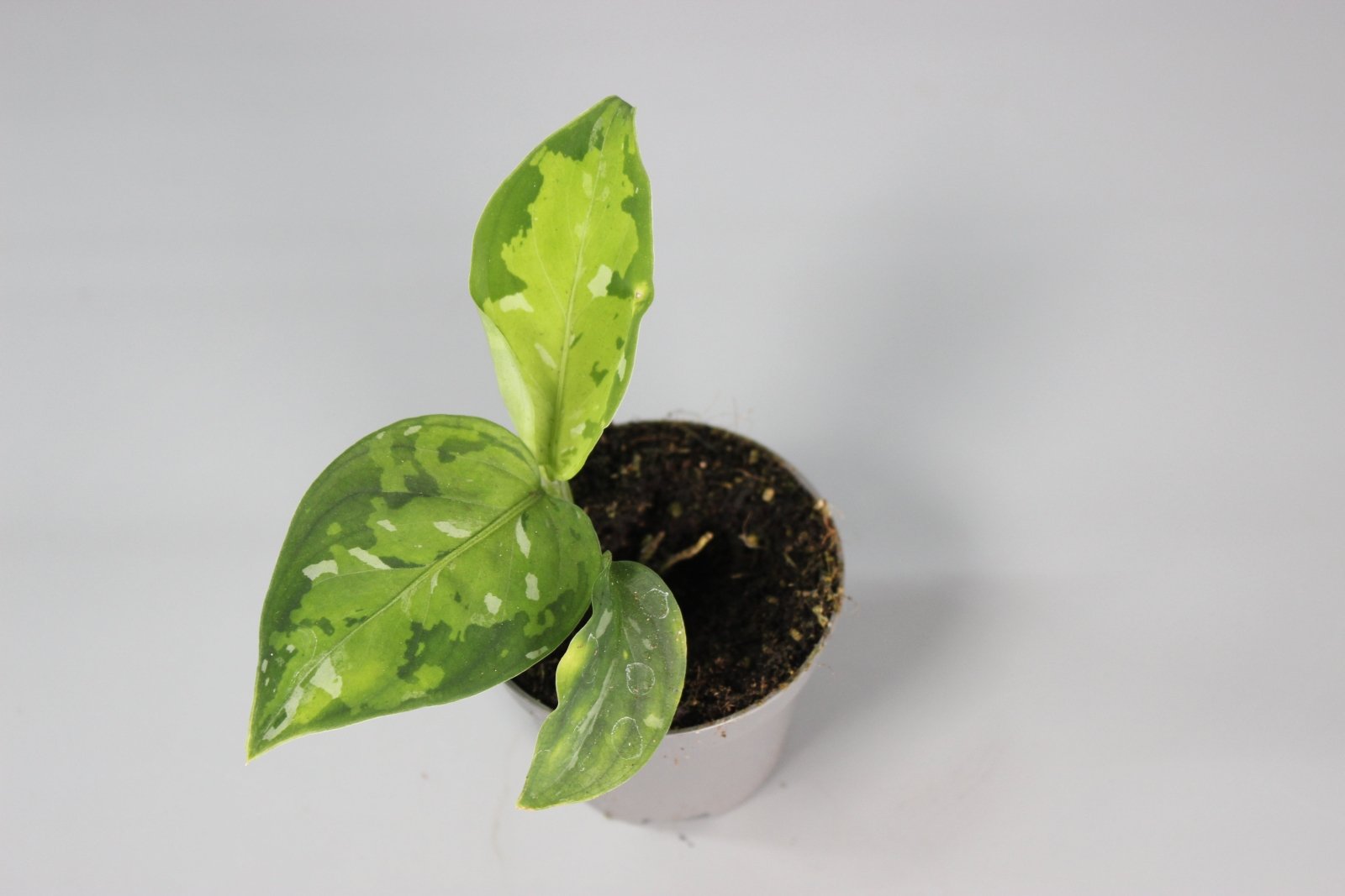 Rare Houseplants - Aglaonema Pictum Tricolor - Odd Leaf