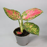 Rare Houseplants - Aglaonema Red Zircon - Odd Leaf