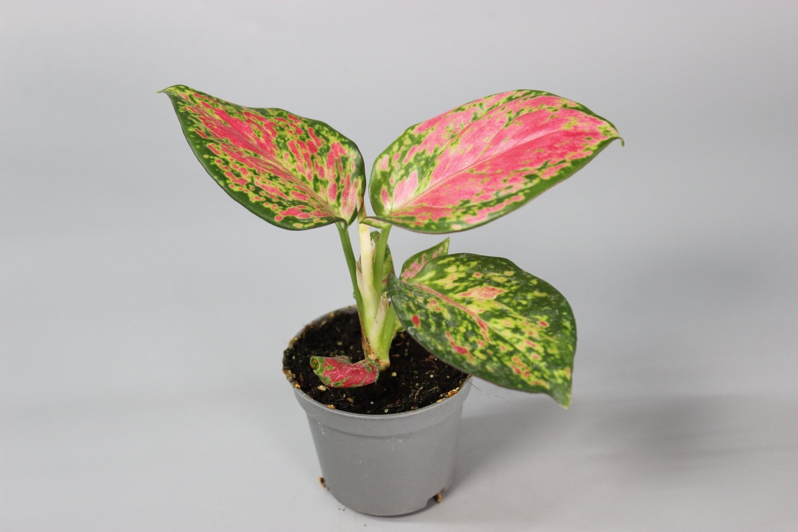 Rare Houseplants - Aglaonema Red Zircon - Odd Leaf