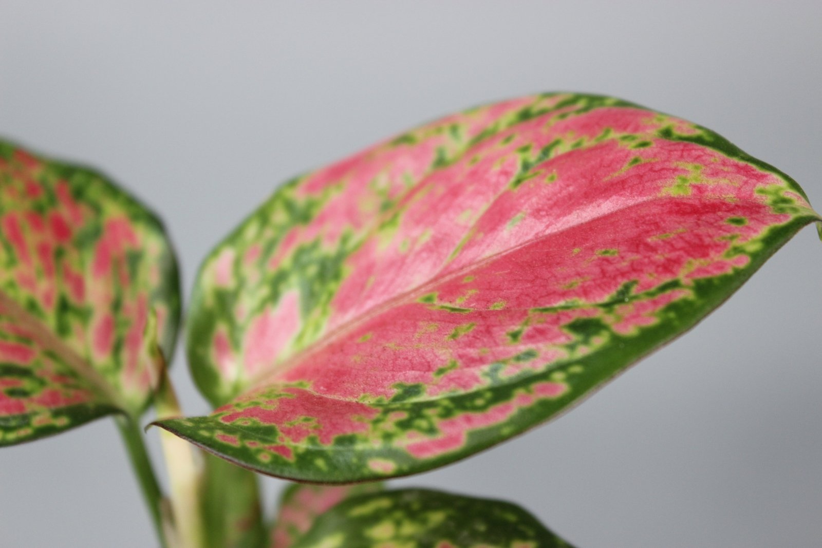 Rare Houseplants - Aglaonema Red Zircon - Odd Leaf