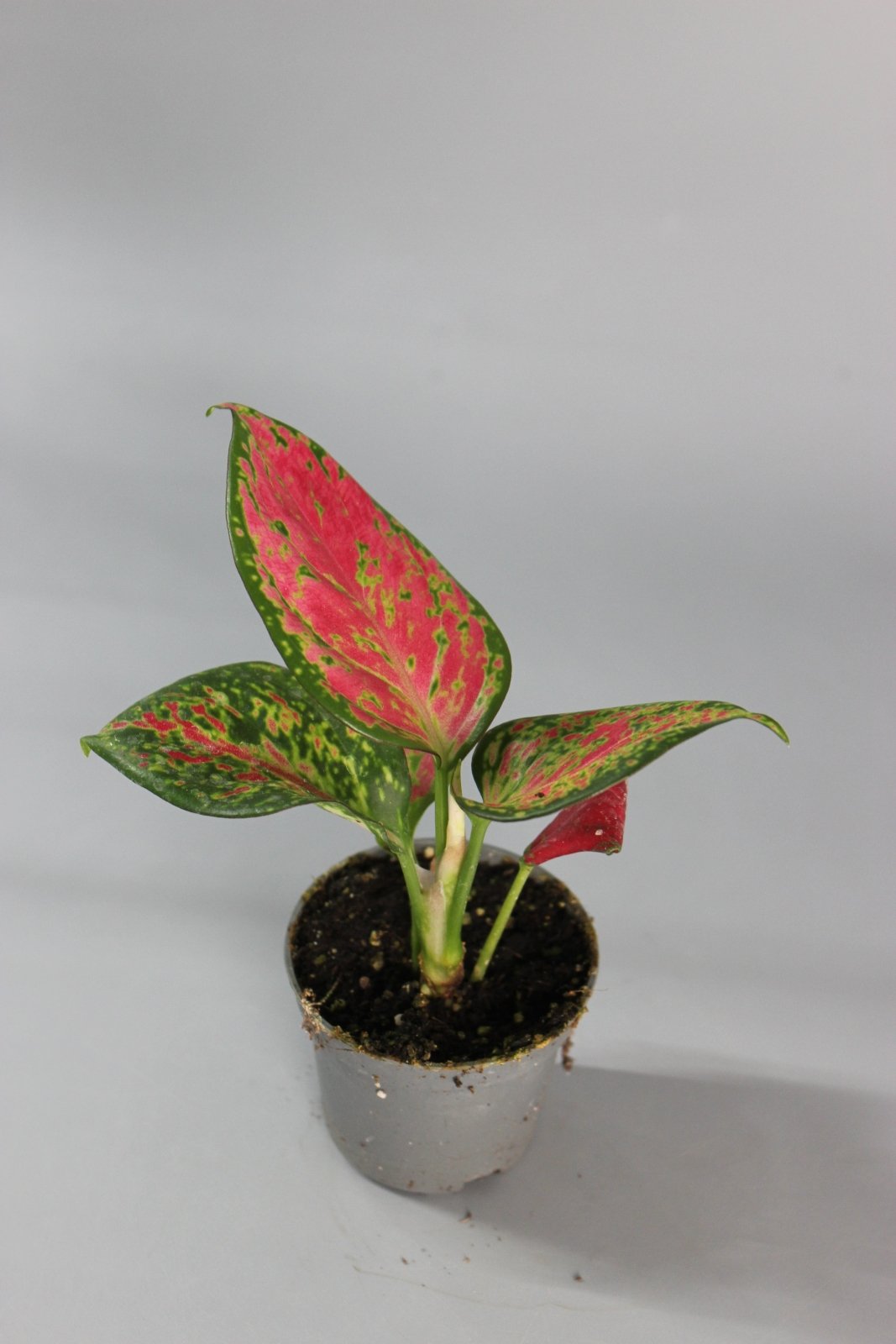 Rare Houseplants - Aglaonema Red Zircon - Odd Leaf
