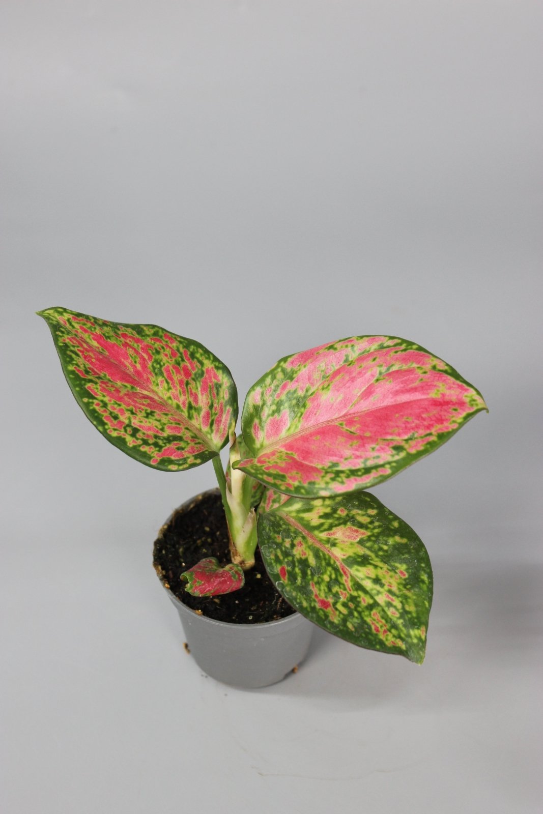Rare Houseplants - Aglaonema Red Zircon - Odd Leaf