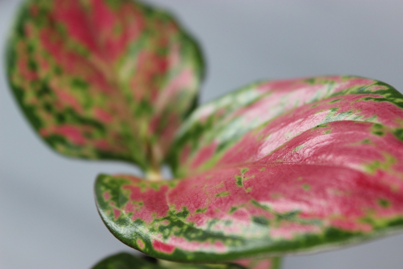 Rare Houseplants - Aglaonema Red Zircon - Odd Leaf