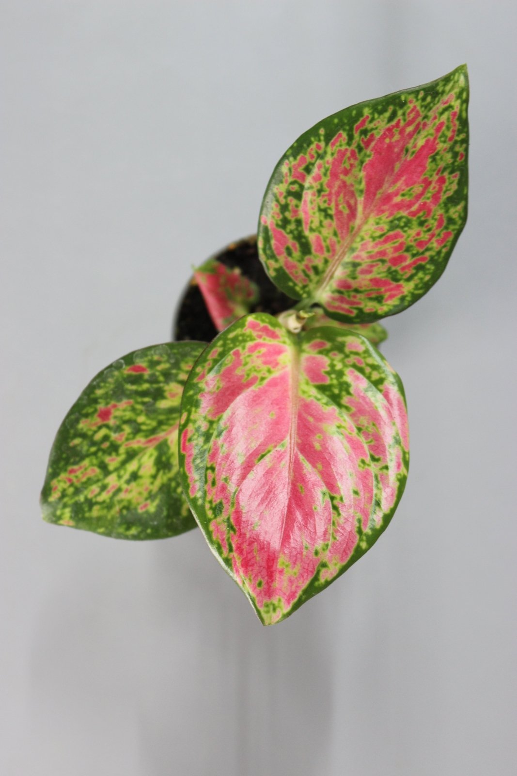 Rare Houseplants - Aglaonema Red Zircon - Odd Leaf
