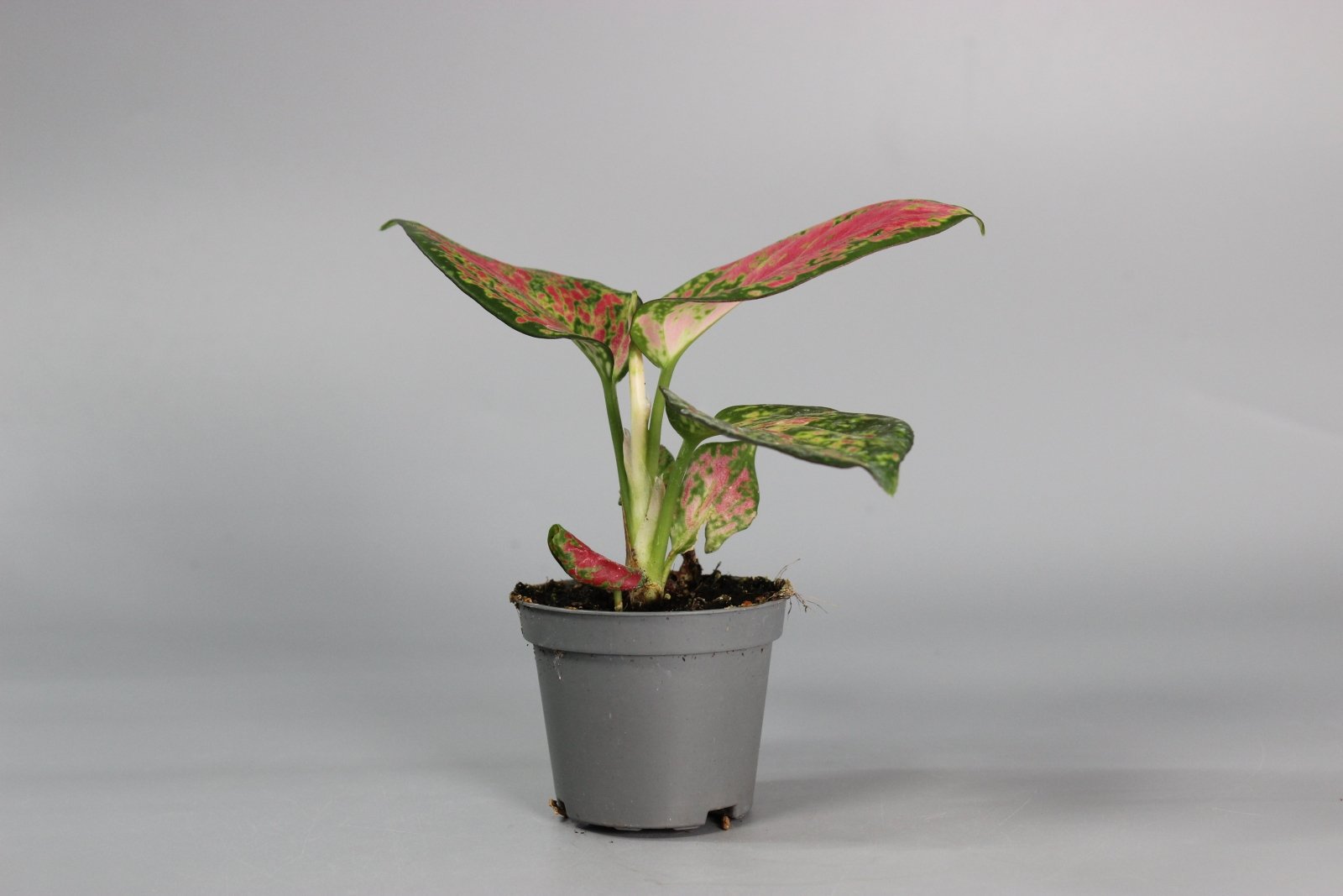 Rare Houseplants - Aglaonema Red Zircon - Odd Leaf