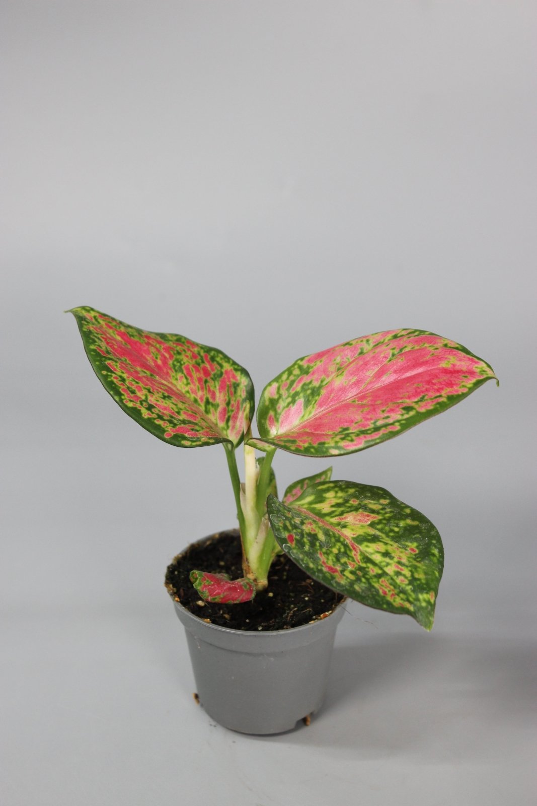 Rare Houseplants - Aglaonema Red Zircon - Odd Leaf