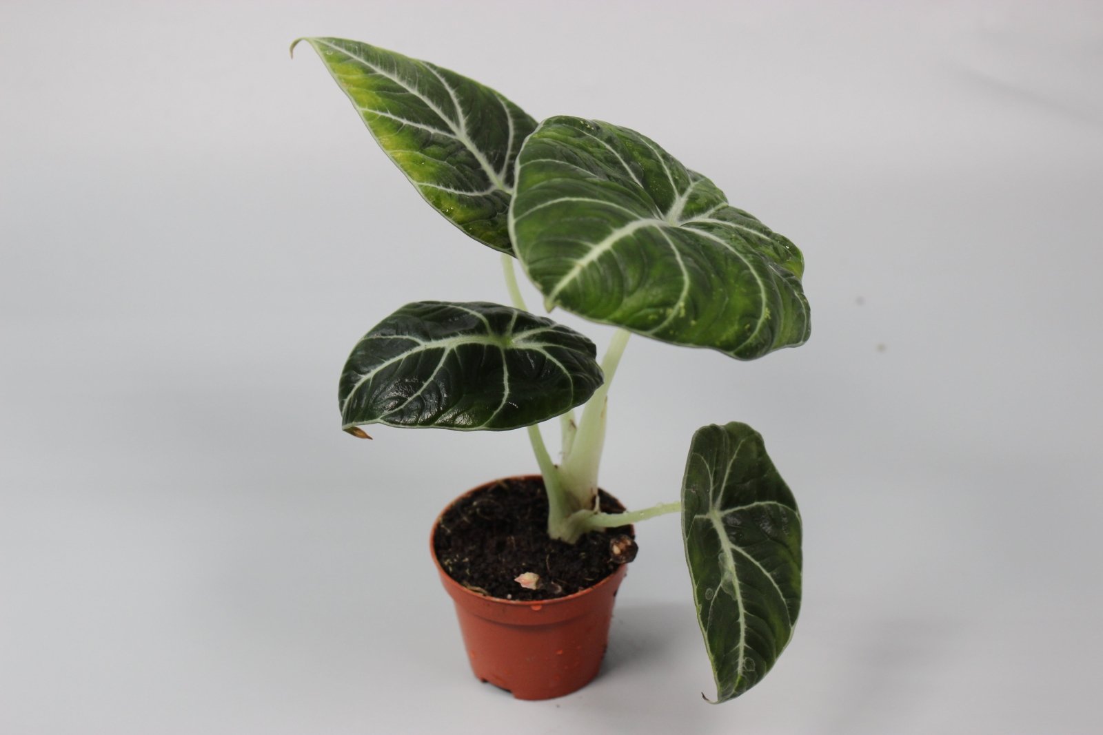 Rare Houseplants - Alocasia Black Velvet - Odd Leaf