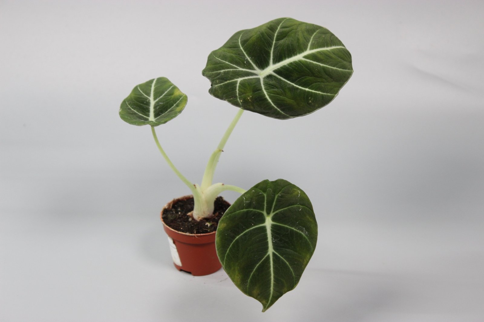 Rare Houseplants - Alocasia Black Velvet - Odd Leaf