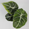 Rare Houseplants - Alocasia Black Velvet - Odd Leaf