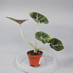 Rare Houseplants - Alocasia 'black Velvet' - Q | Rare Houseplants - Odd Leaf