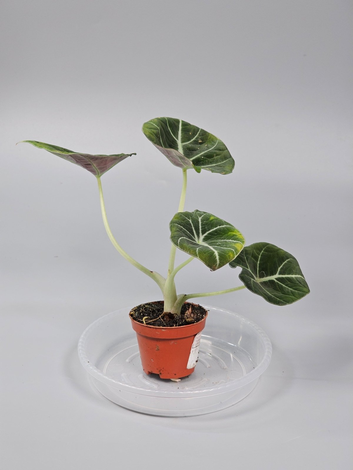 Rare Houseplants - Alocasia 'black Velvet' - Q | Rare Houseplants - Odd Leaf
