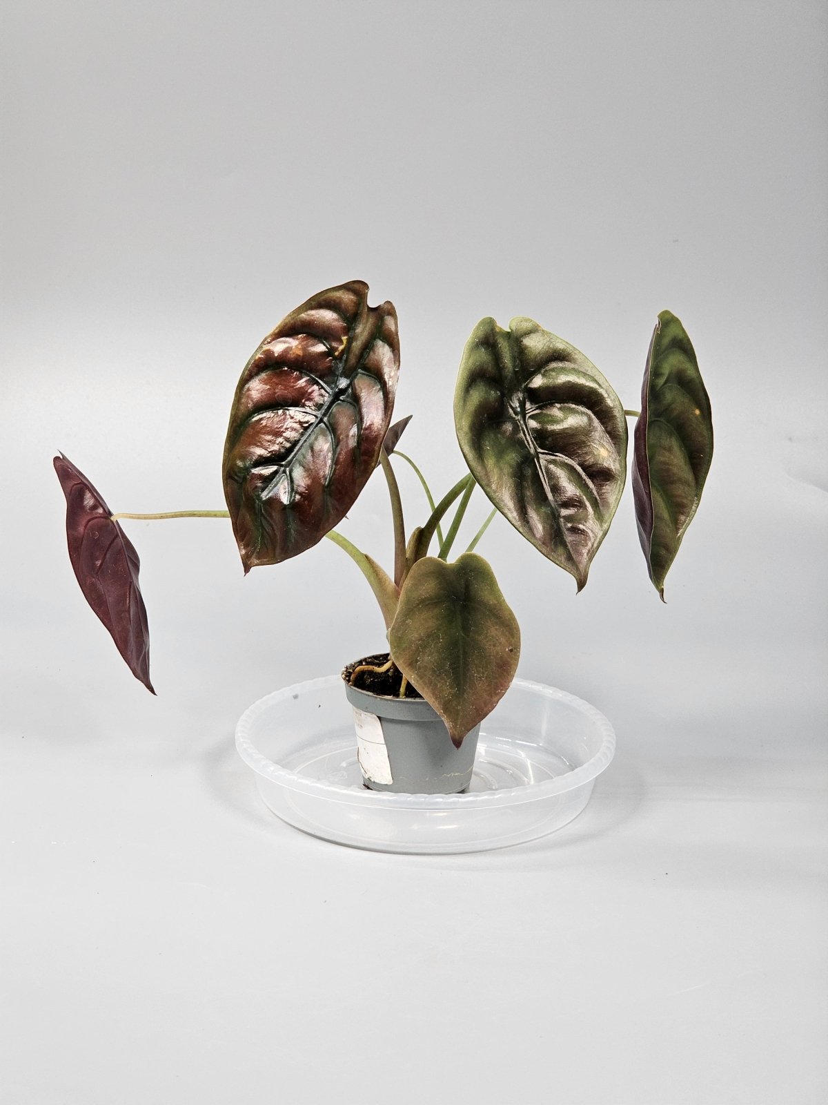 Rare Houseplants - Alocasia Cuprea 'red Secret' - D | Rare Houseplants - Odd Leaf
