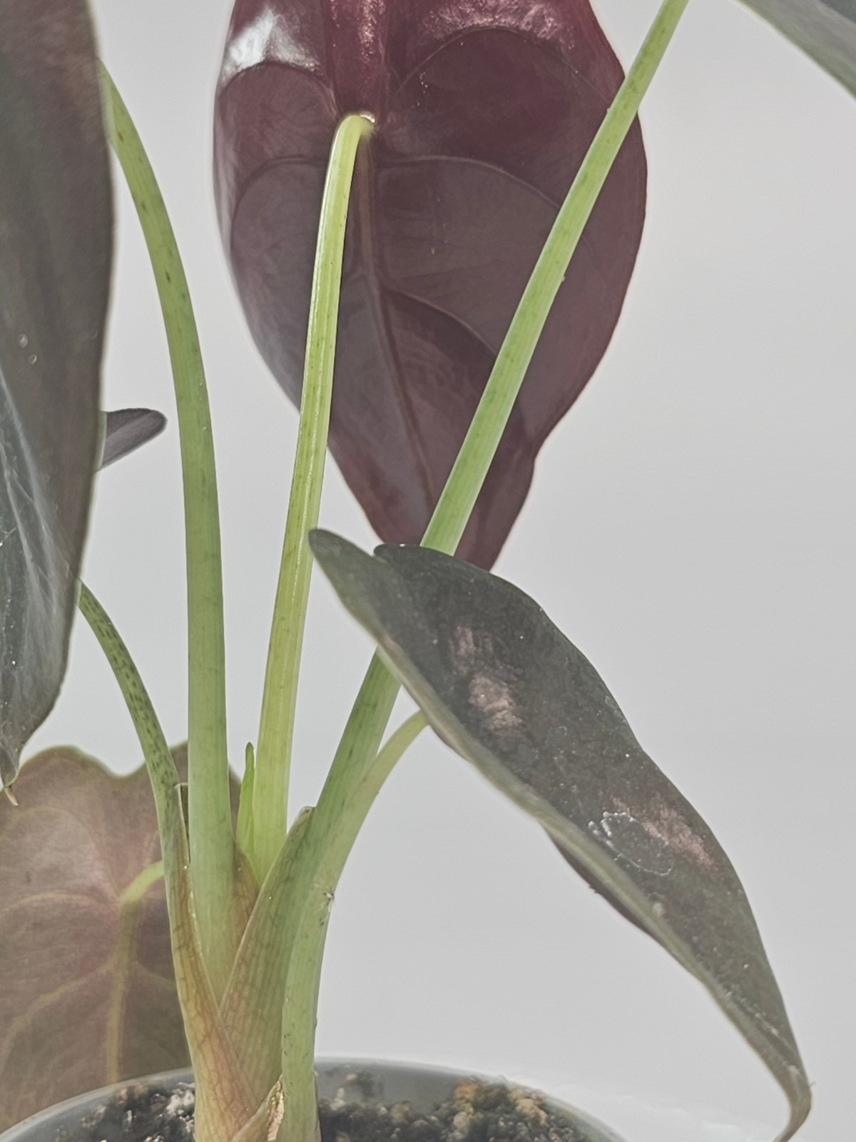 Rare Houseplants - Alocasia Cuprea 'red Secret' - F | Rare Houseplants - Odd Leaf