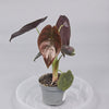 Rare Houseplants - Alocasia Cuprea 'red Secret' - F | Rare Houseplants - Odd Leaf