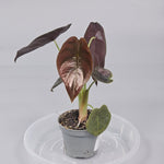 Rare Houseplants - Alocasia Cuprea 'red Secret' - F | Rare Houseplants - Odd Leaf