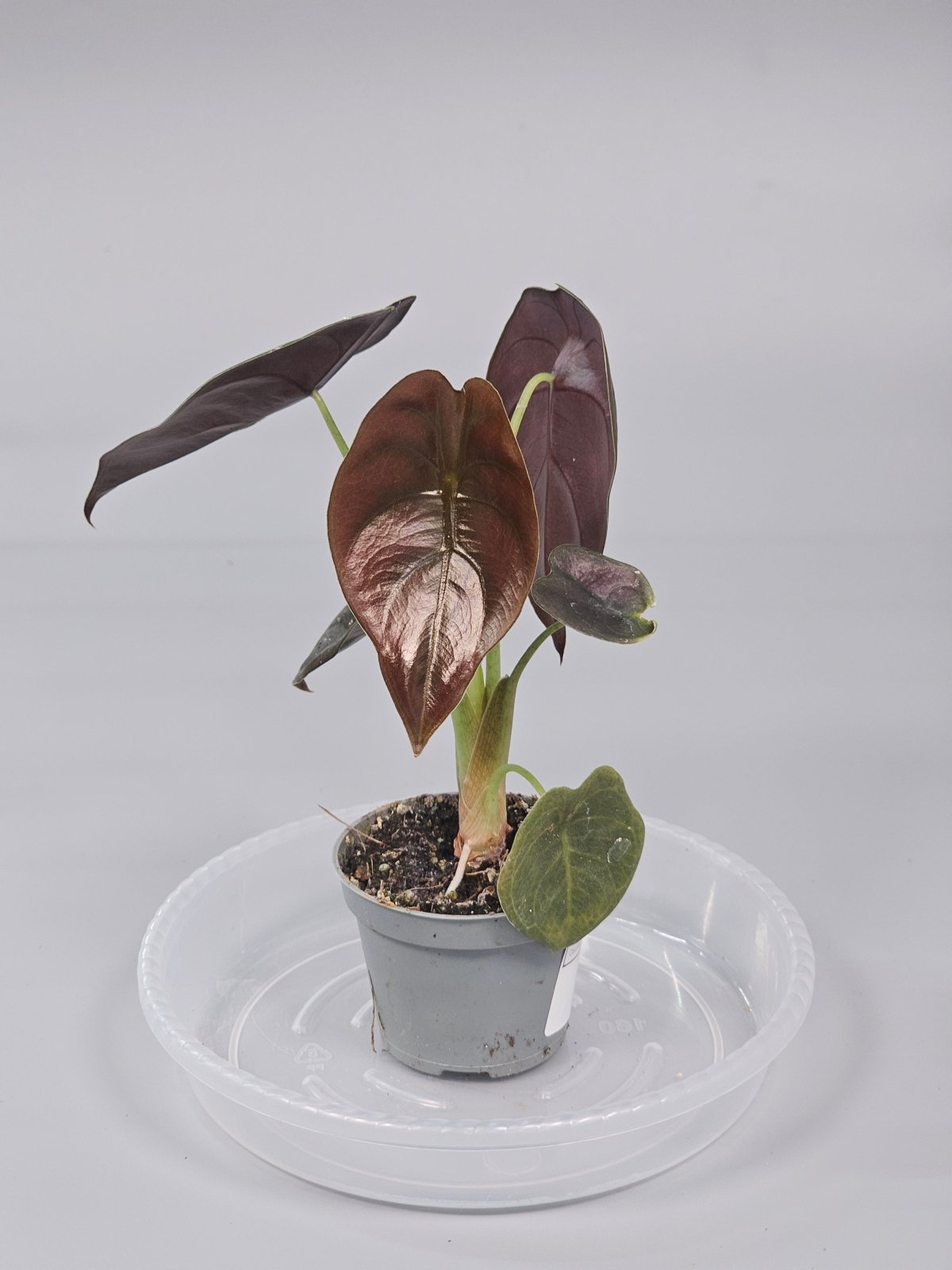 Rare Houseplants - Alocasia Cuprea 'red Secret' - F | Rare Houseplants - Odd Leaf