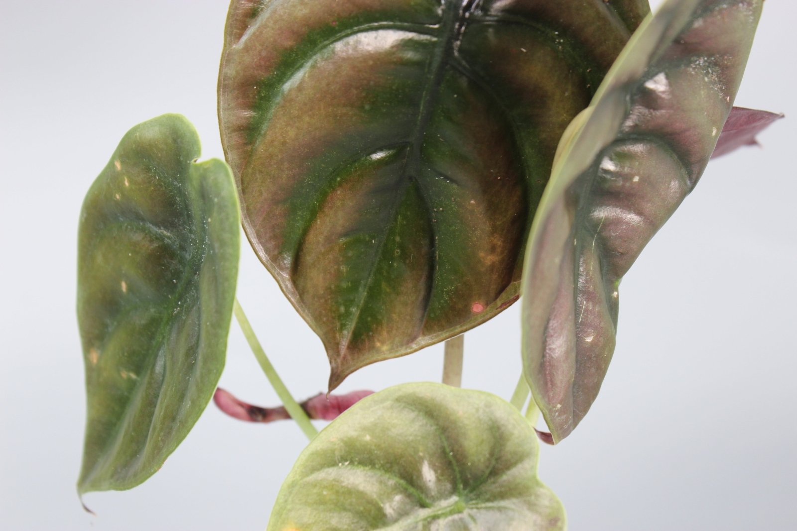 Rare Houseplants - Alocasia Cuprea Red Secret - Odd Leaf