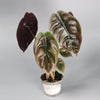 Rare Houseplants - Alocasia Cuprea Red Secret - Odd Leaf