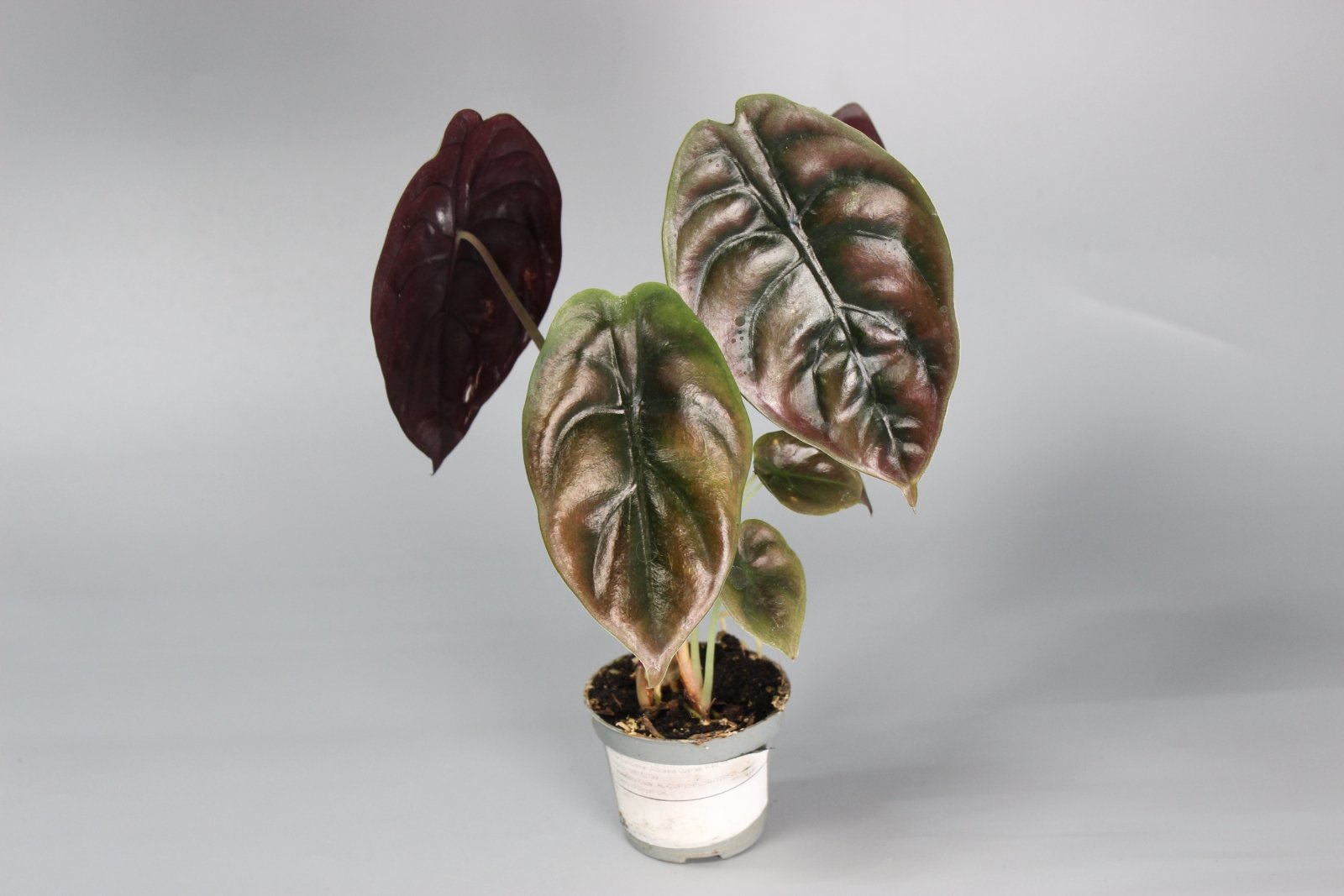 Rare Houseplants - Alocasia Cuprea Red Secret - Odd Leaf