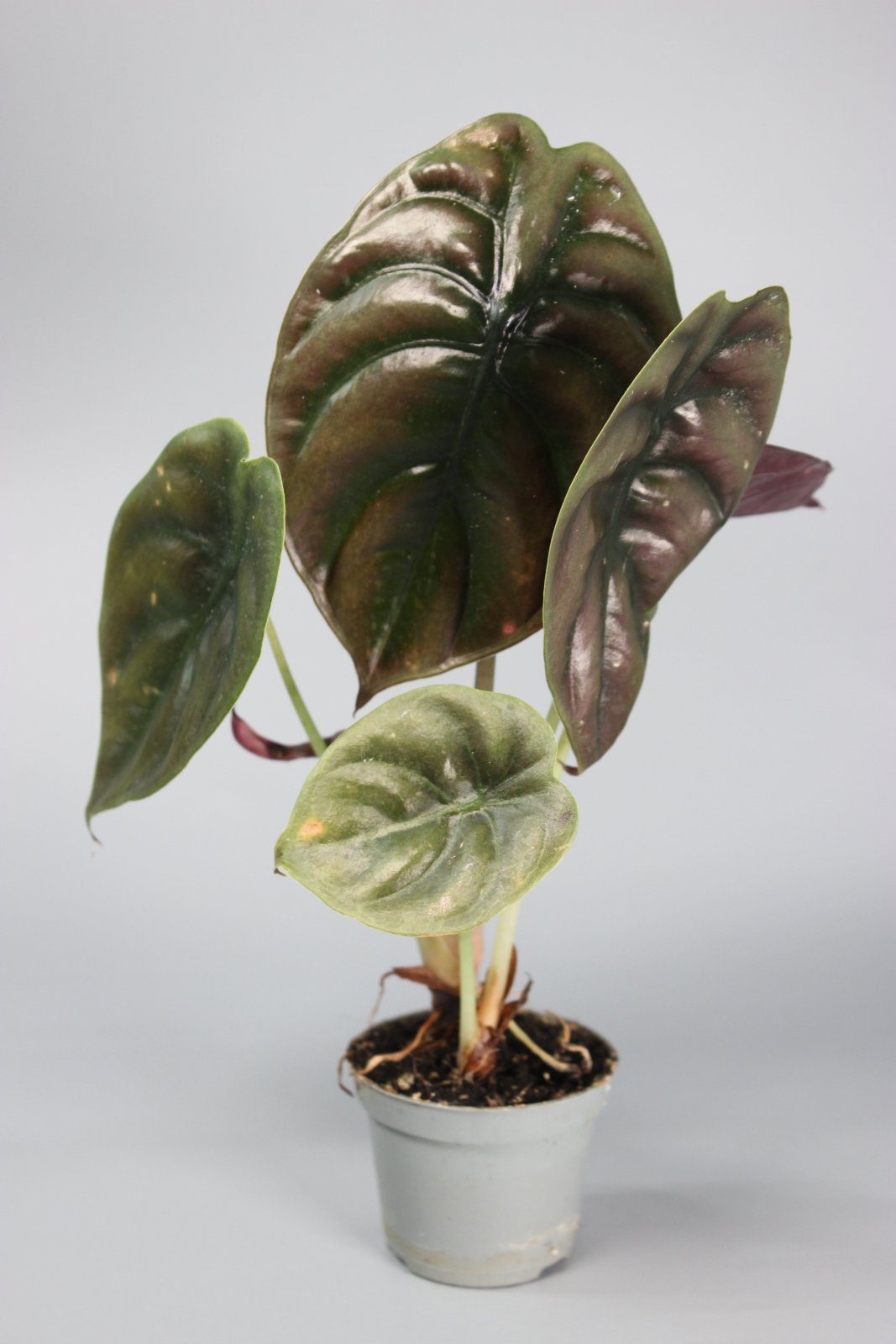 Rare Houseplants - Alocasia Cuprea Red Secret - Odd Leaf