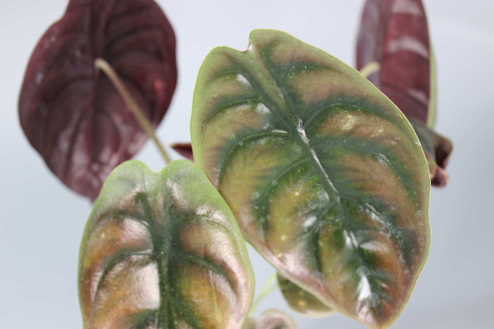 Rare Houseplants - Alocasia Cuprea Red Secret - Odd Leaf