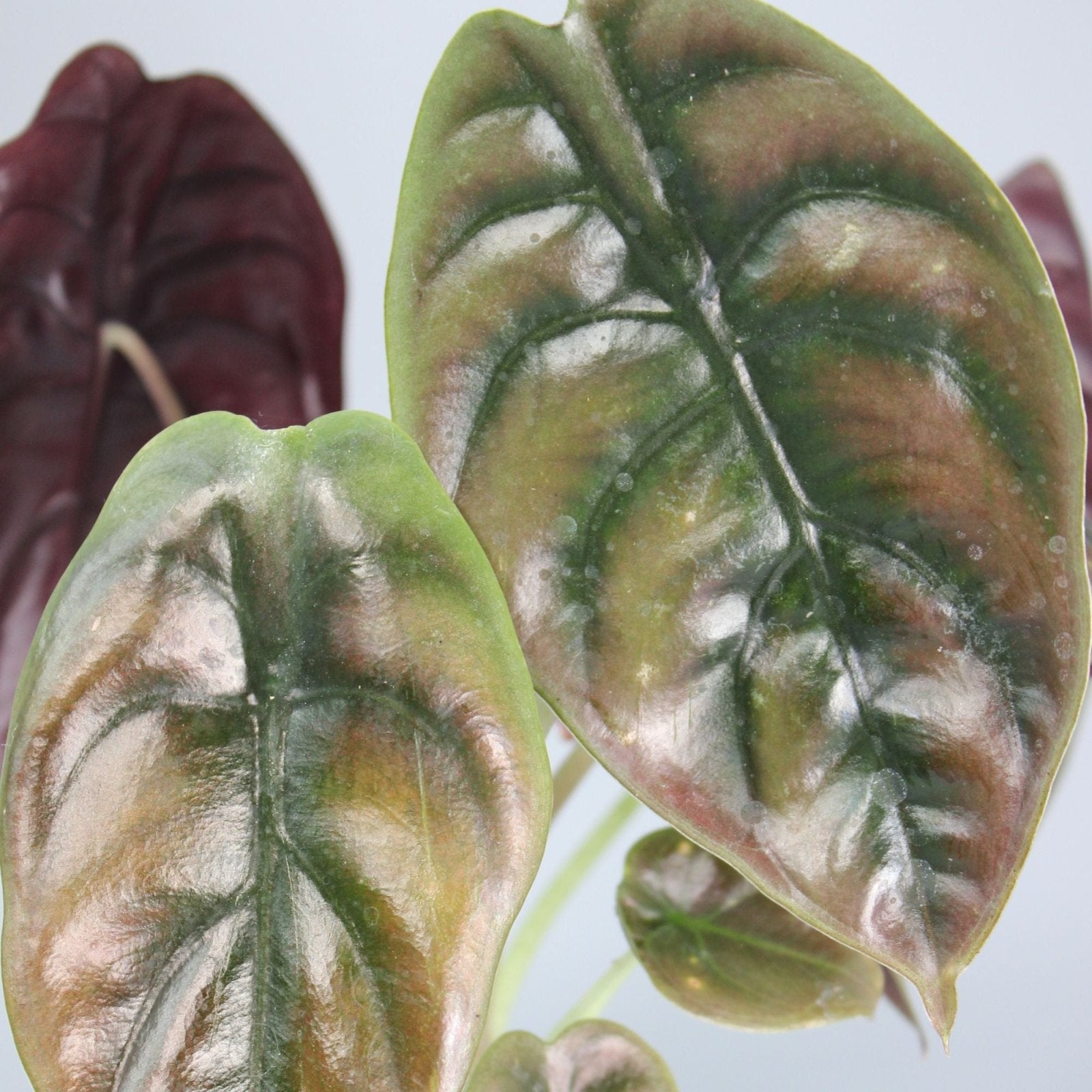 Rare Houseplants - Alocasia Cuprea Red Secret - Odd Leaf