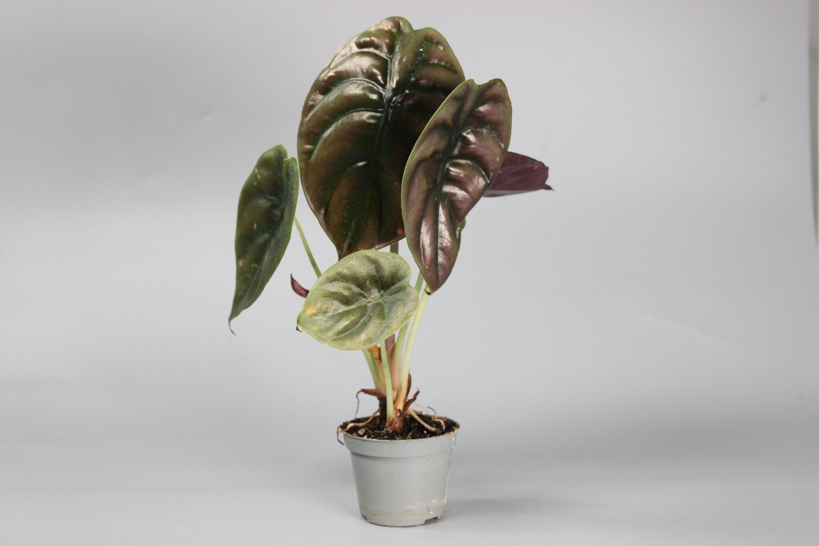 Rare Houseplants - Alocasia Cuprea Red Secret - Odd Leaf