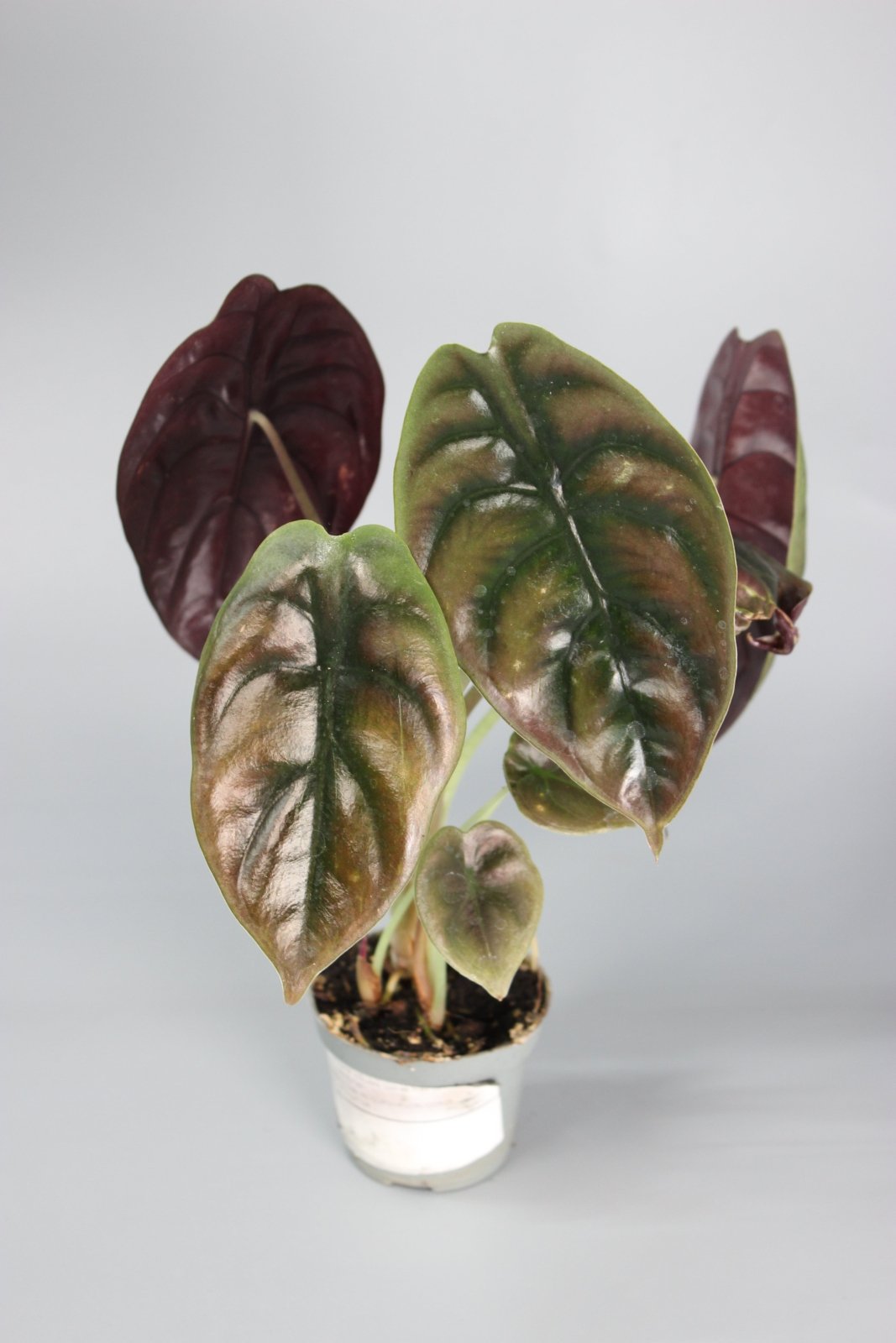 Rare Houseplants - Alocasia Cuprea Red Secret - Odd Leaf