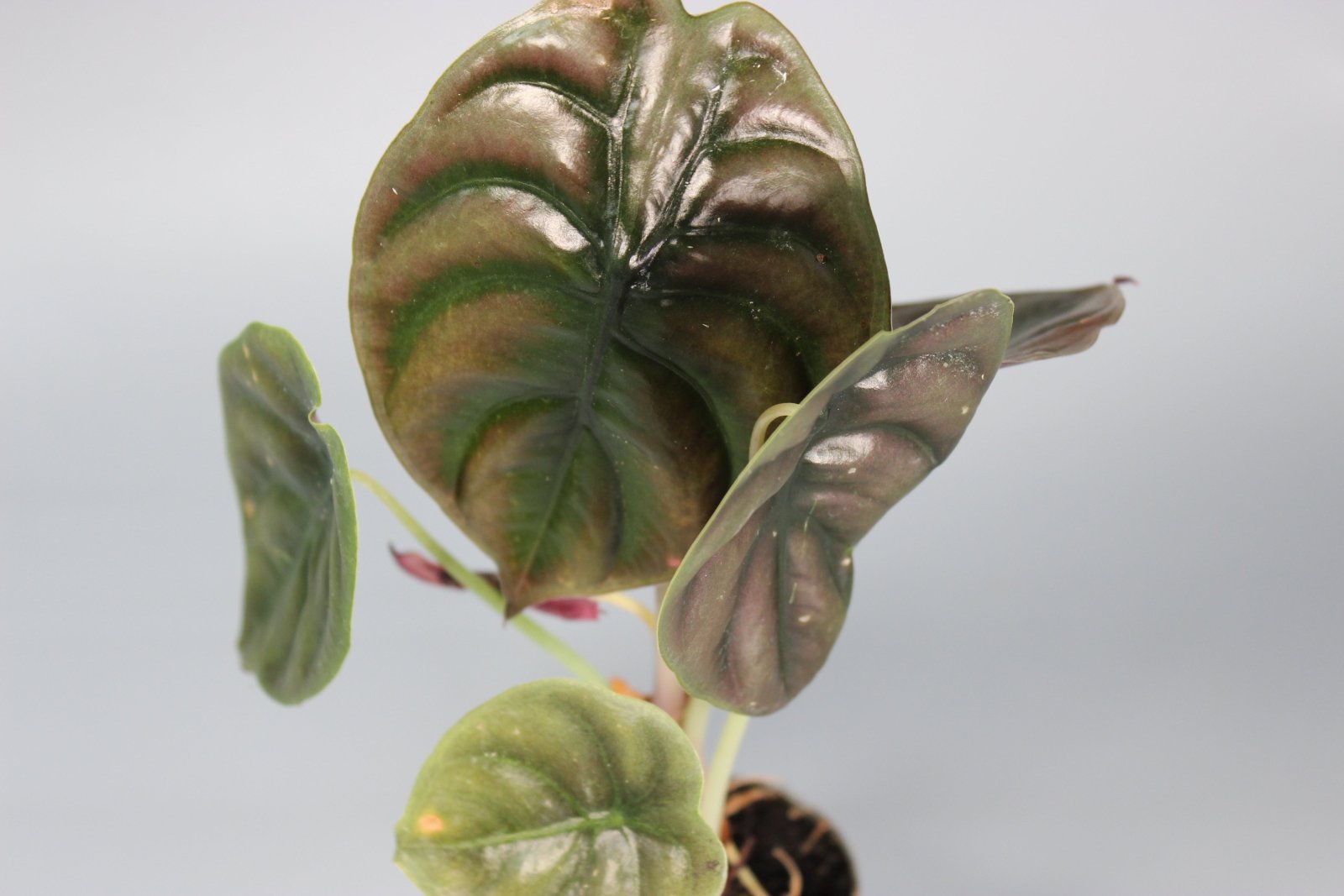 Rare Houseplants - Alocasia Cuprea Red Secret - Odd Leaf