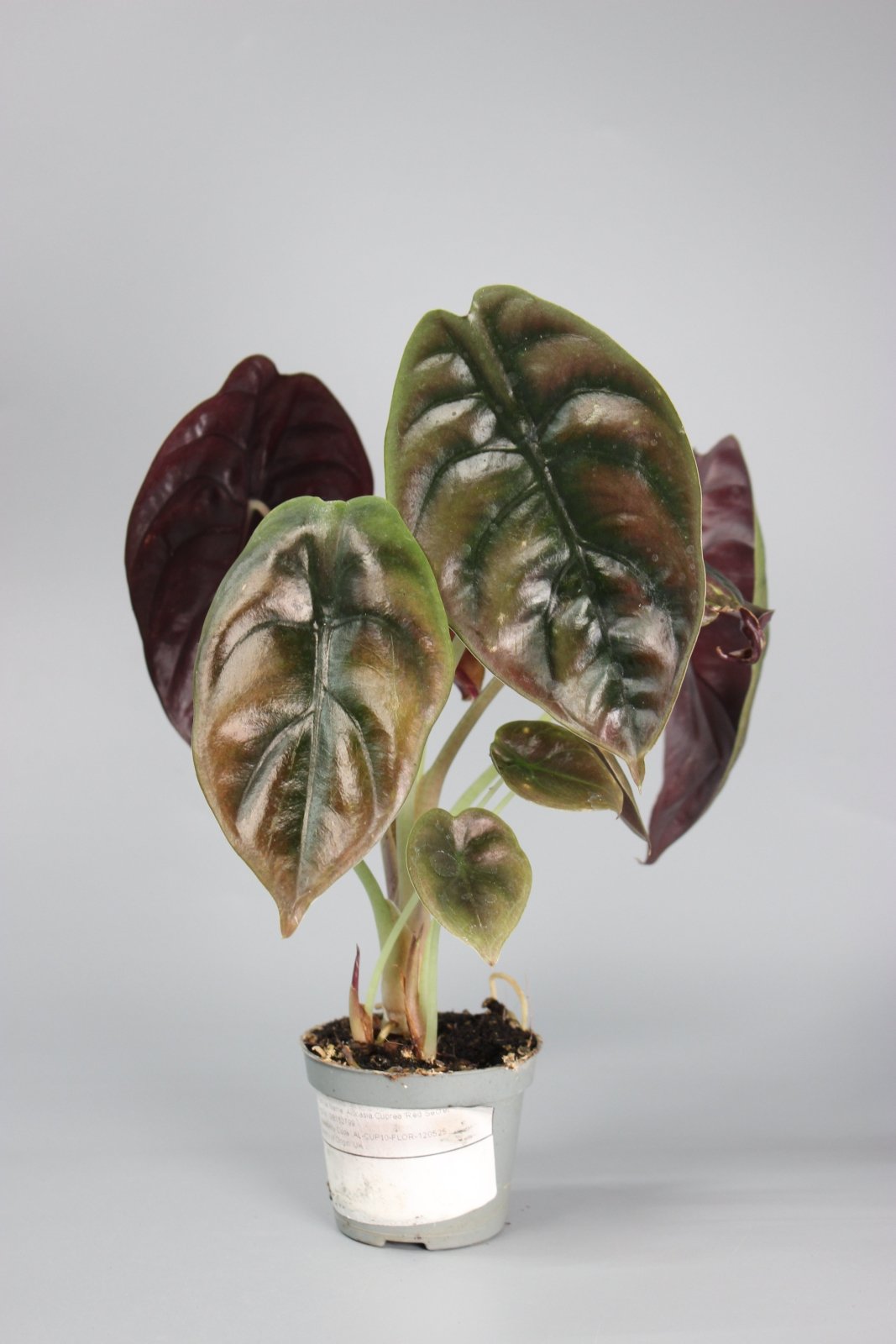 Rare Houseplants - Alocasia Cuprea Red Secret - Odd Leaf