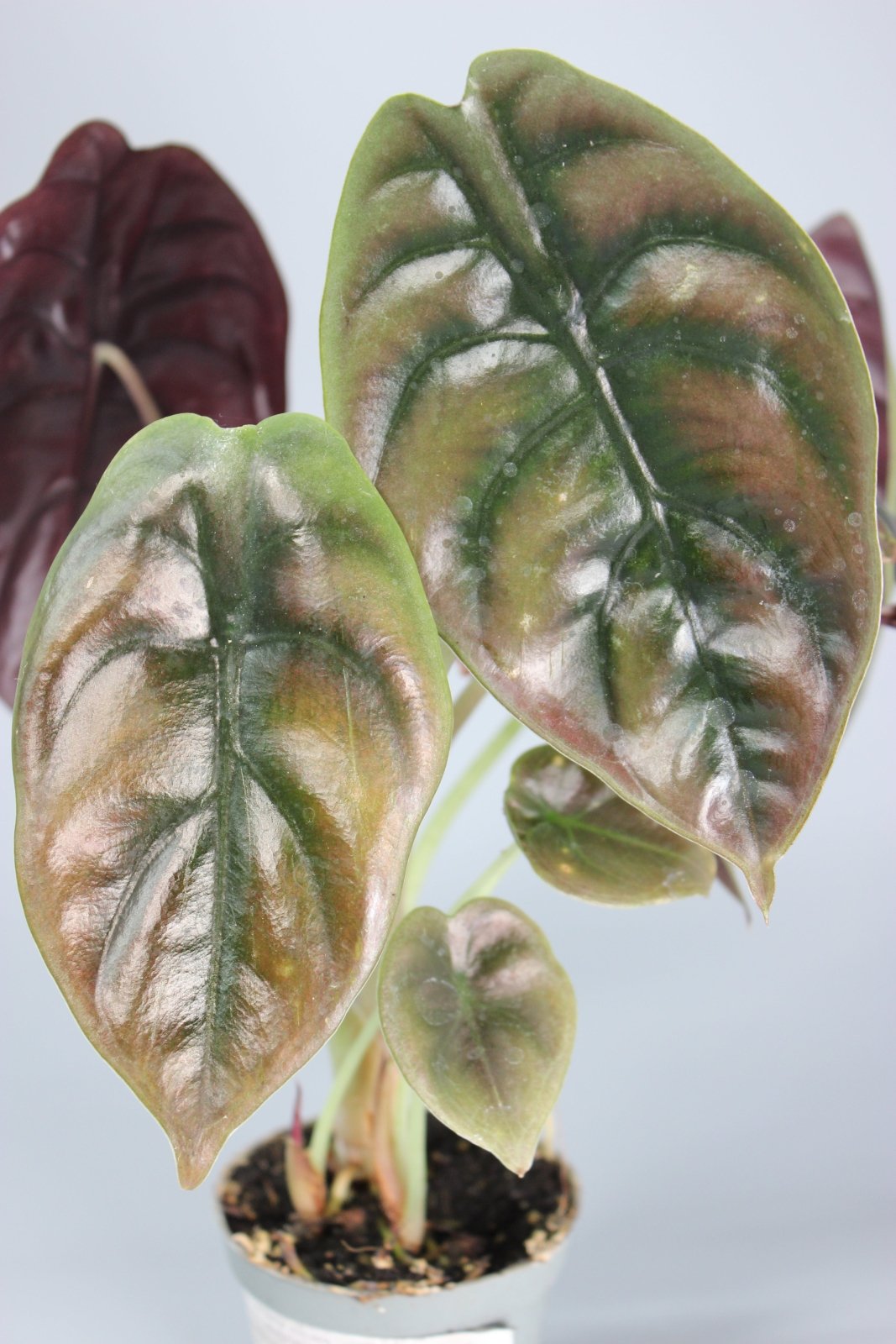 Rare Houseplants - Alocasia Cuprea Red Secret - Odd Leaf
