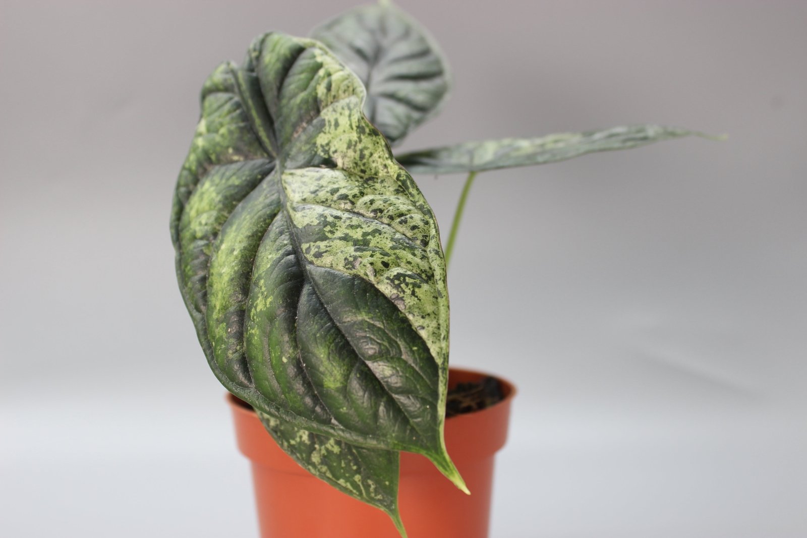 Rare Houseplants - Alocasia Dragon Scale Mint - Odd Leaf