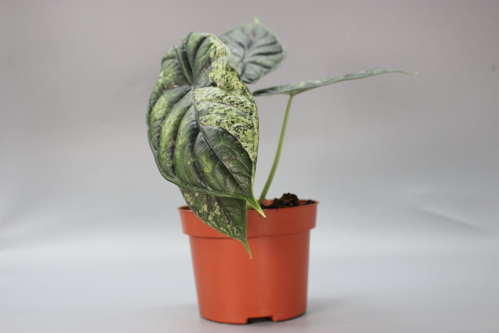 Rare Houseplants - Alocasia Dragon Scale Mint - Odd Leaf