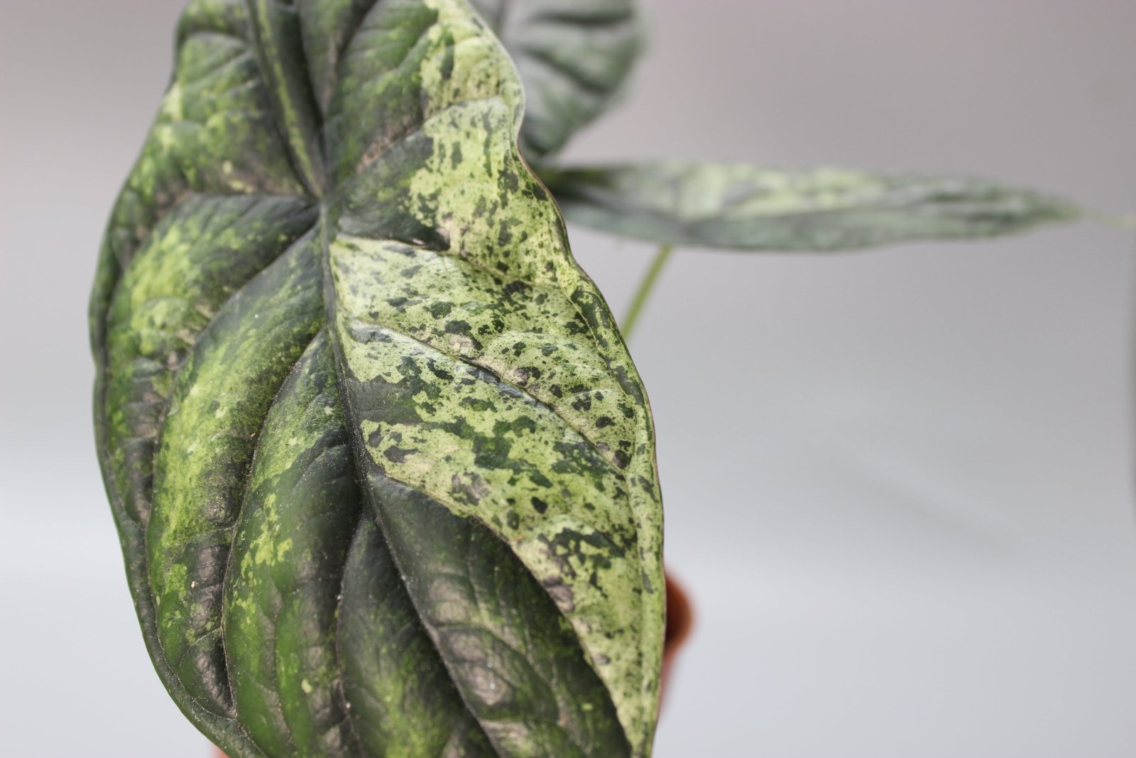 Rare Houseplants - Alocasia Dragon Scale Mint - Odd Leaf