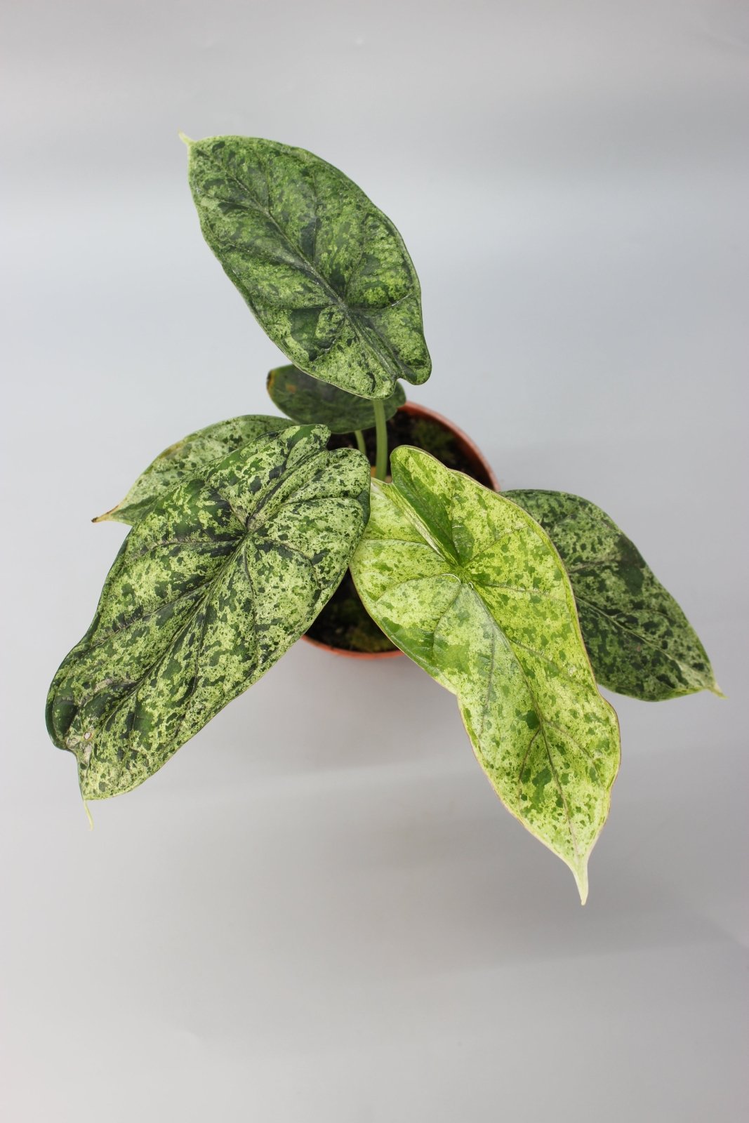Rare Houseplants - Alocasia Dragon Scale Mint - Odd Leaf