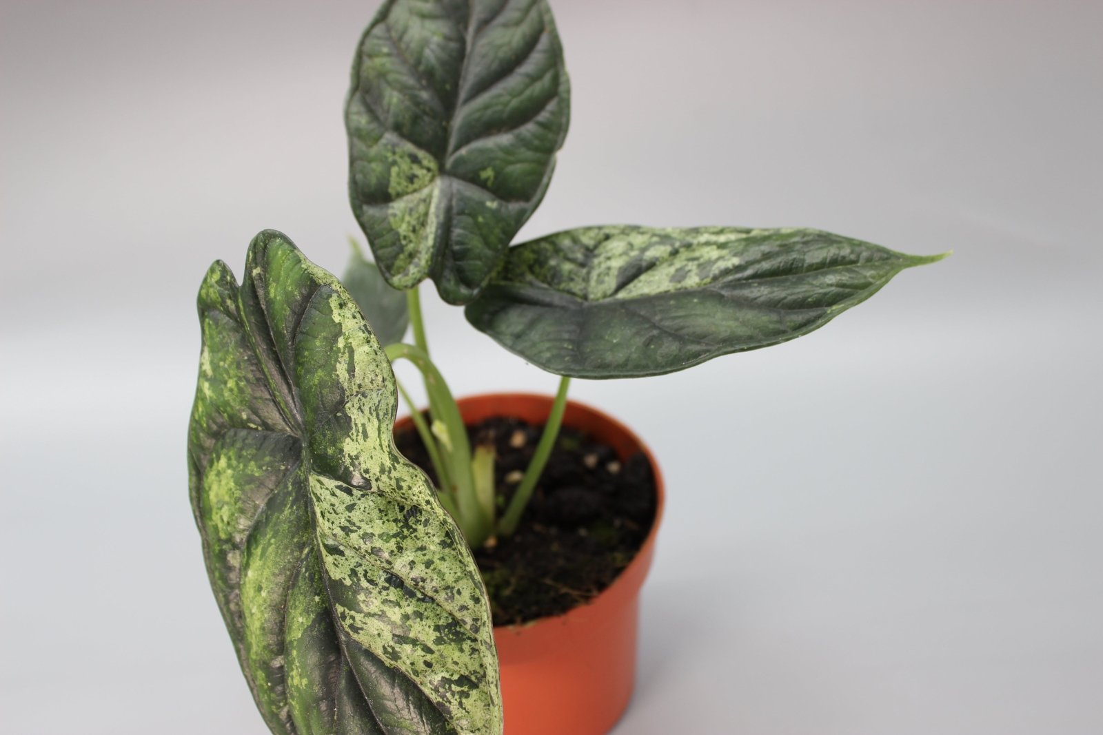 Rare Houseplants - Alocasia Dragon Scale Mint - Odd Leaf