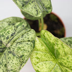 Rare Houseplants - Alocasia Dragon Scale Mint - Odd Leaf