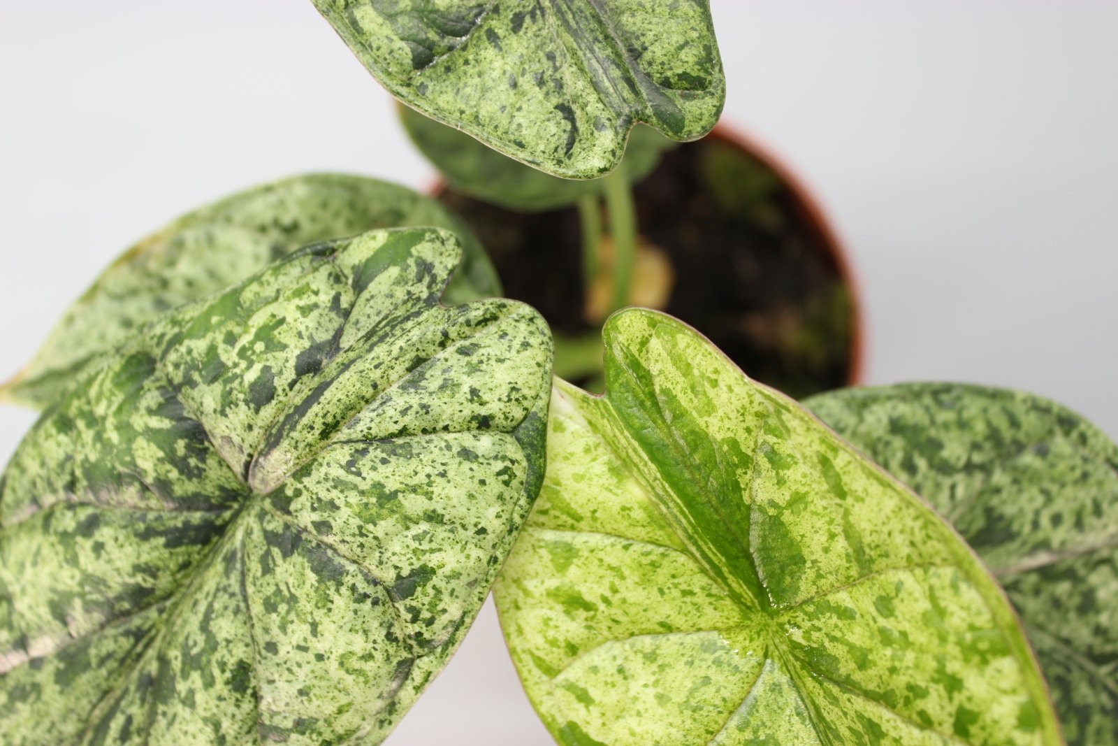 Rare Houseplants - Alocasia Dragon Scale Mint - Odd Leaf