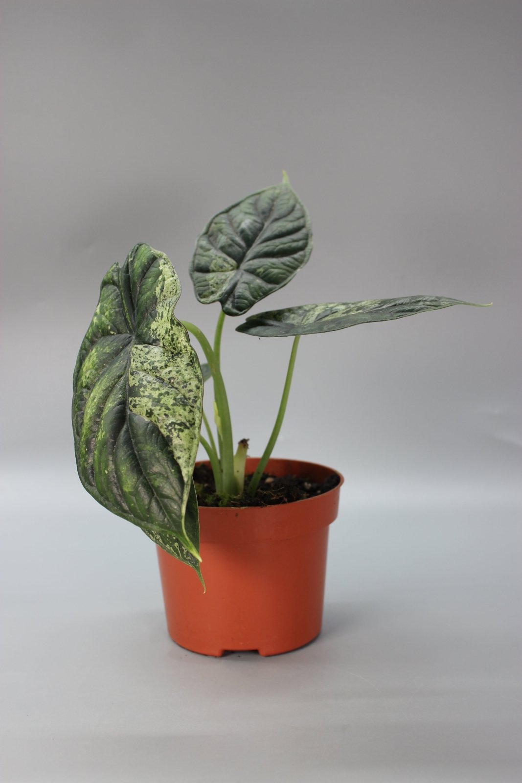 Rare Houseplants - Alocasia Dragon Scale Mint - Odd Leaf
